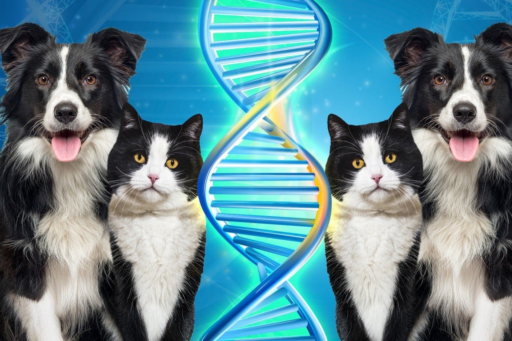 The animal cloning industry in China is booming as more and more people become firmly attached to their pets. Photo: SCMP composite/Shutterstock