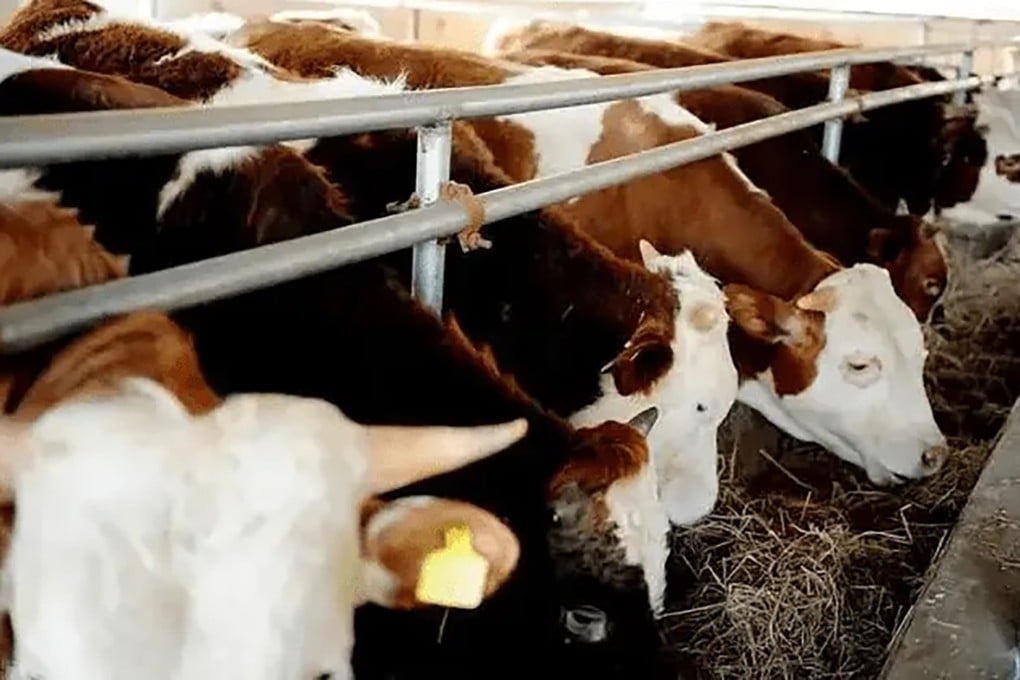 It took China more than four decades to optimise the unique breed of Huaxi cattle (pictured). Photo: Beijing Municipal Bureau of Agriculture and Rural Affairs