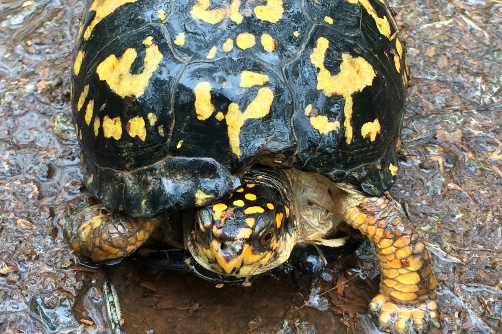 An eastern box turtle in Virginia, US. Photo: AFP/Getty Images/TNS