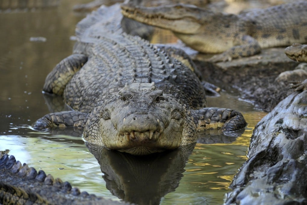 Crocodiles in Budong-Budong, Indonesia’s West Sulawesi Island. Photo: AP