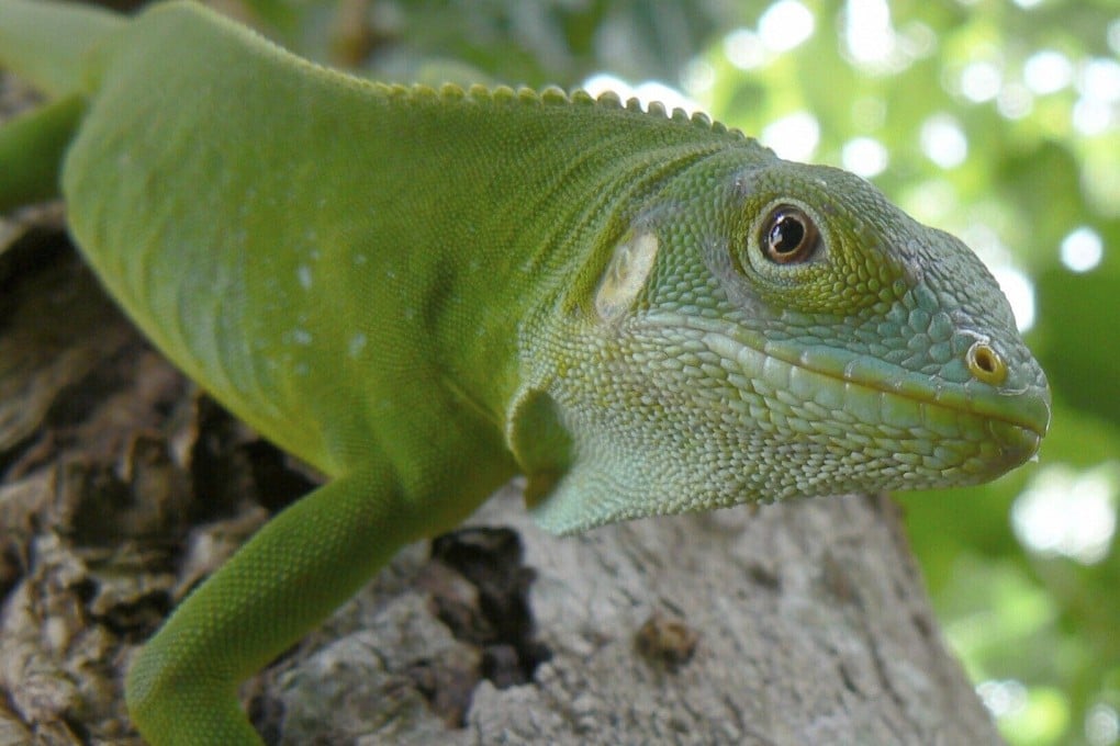 A female Lau banded iguana in Fiji. Photo: US Geological Survey/AP