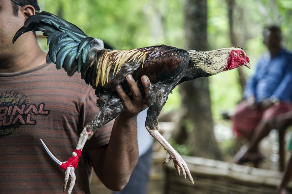 A bird being displayed at a cockfighting site in Karangasem, Bali. Photo: AFP