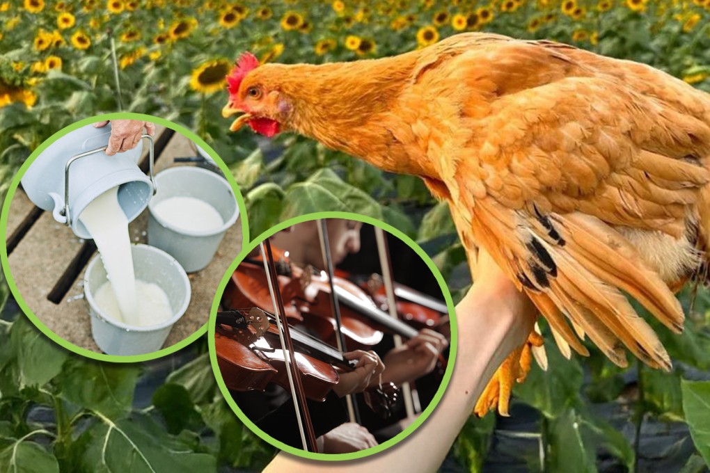 A restaurant in China has sparked sarcasm online after it claimed that an expensive chicken dish is costly because the birds used are raised listening to music and drinking milk. Photo: SCMP composite/Shutterstock/Jimu