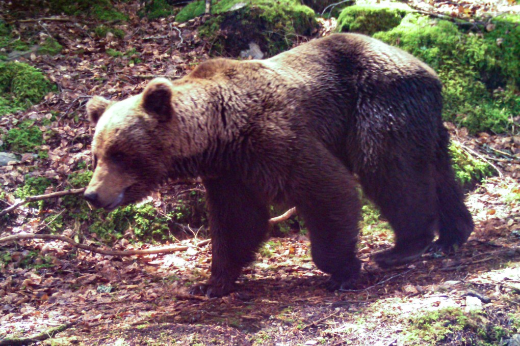 A brown bear in a wood near Melles, in the French Pyrenees mountains. File photo: Pays de l’Ours via AFP
