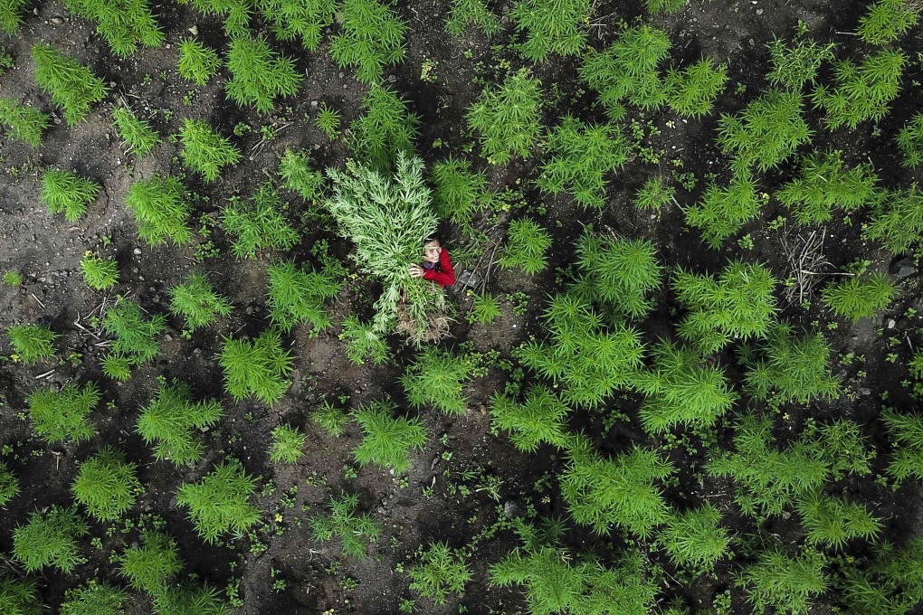 Drone footage shows a man carrying cannabis crops during a police raid on 10 hectares of marijuana plantation in Aceh, Indonesia in March 2019. Photo: AFP