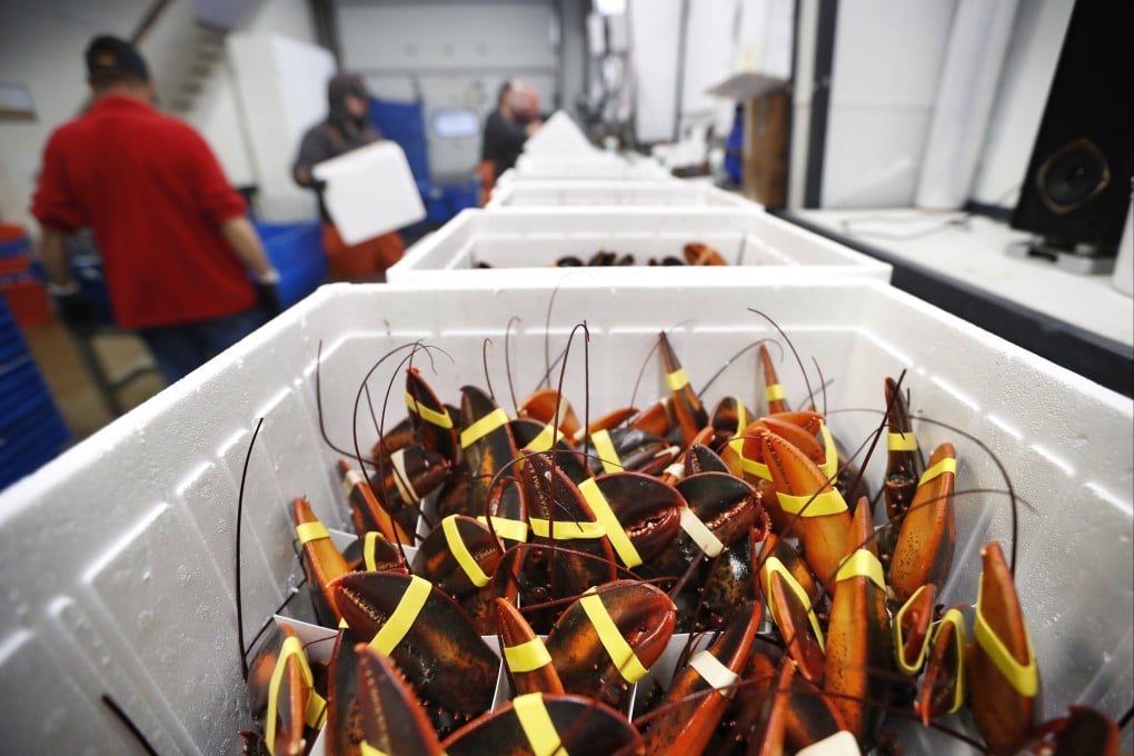 After new tariffs from China, the price of Canadian lobster is expected to drop as exporters attempt to keep supplies flowing. Photo: AP