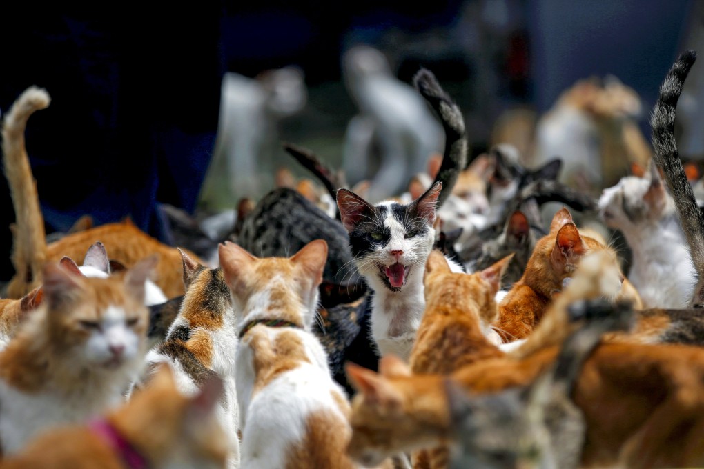 A cat reacts as it is being fed  at a shelter in Bogor, West Java province, Indonesia in December 2019. Photo: Reuters