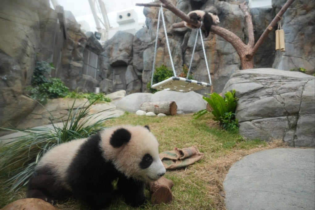 “Elder Sister” (right) enjoys lazing and napping on a fork of branches on a tree on February 16. Photo: May Tse