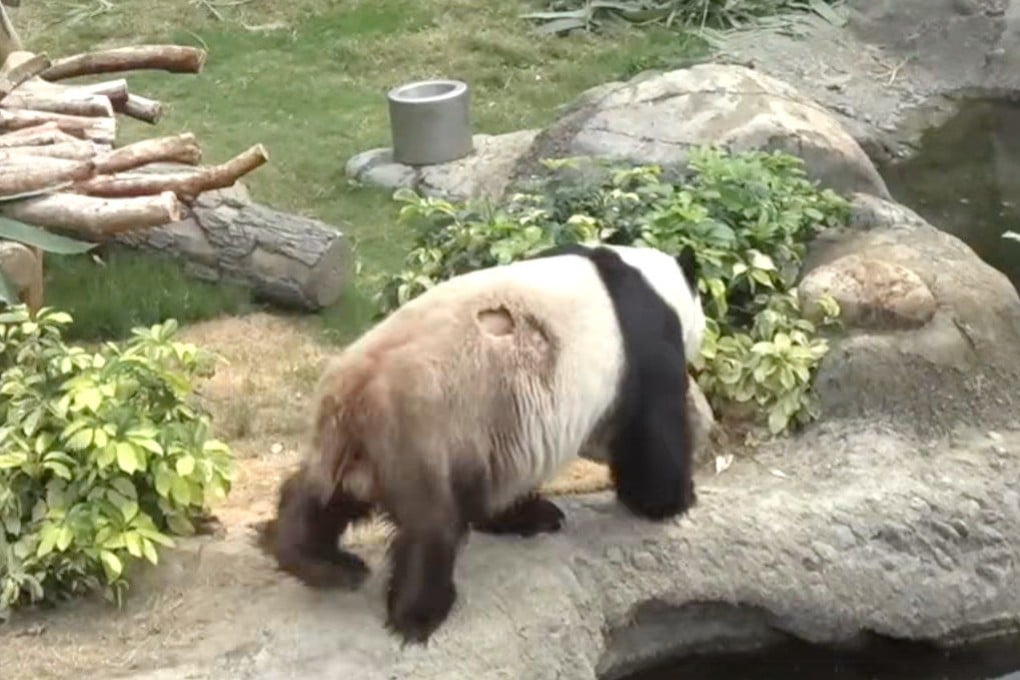 Three bald patches were seen in footage of the 19-year-old giant panda. Photo: Ocean Park