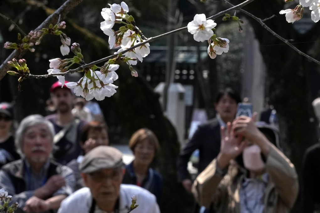 People look at blooming Somei Yoshino cherry tree at Yasukuni Shrine in Tokyo on Tuesday. Photo: AP
