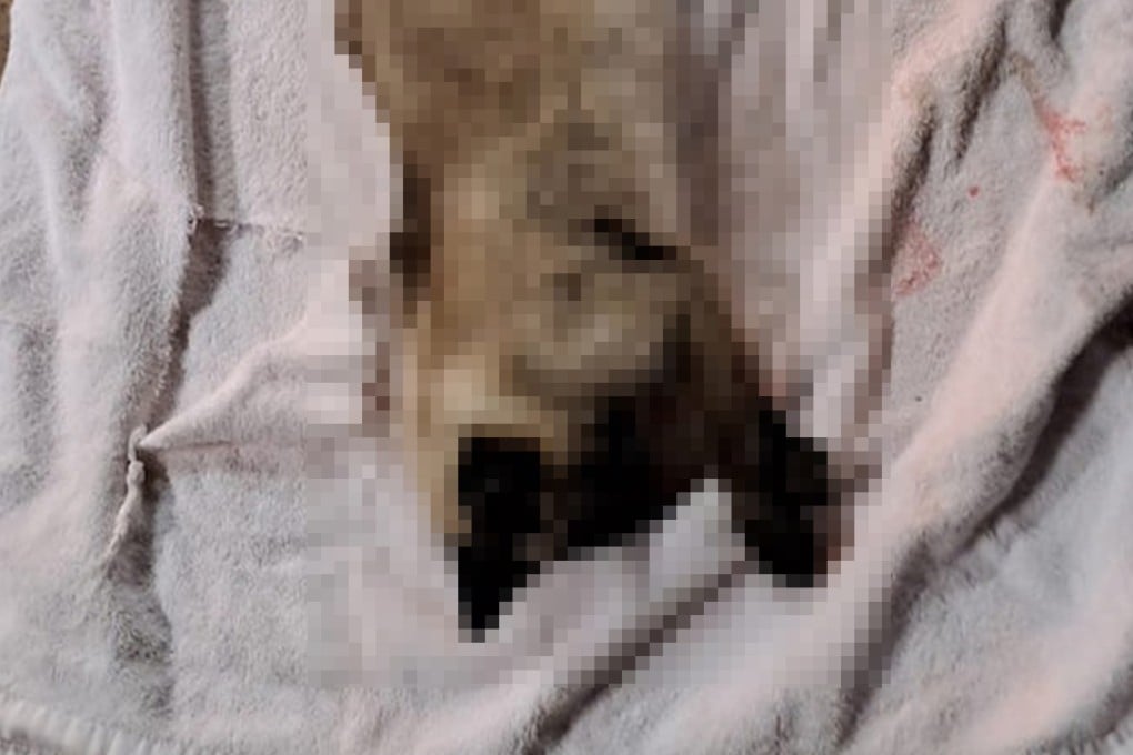 A blurred picture of one of the cats suspected to have been dropped from height at an estate in Tin Shui Wai. Photo: Handout