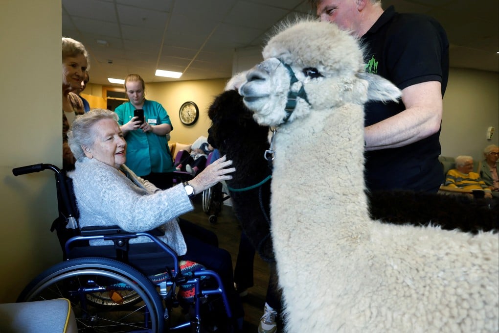 An 88-year-old resident of Oakfield Nursing Home in Ireland pets one of “Alpaca Joe’s” alpacas. The Irish farmer provides animal therapy sessions for the elderly and those with additional needs. Photo: Reuters