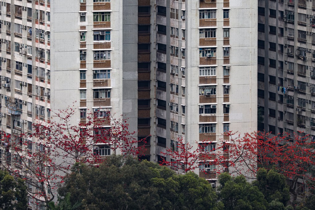 Kapok trees in bloom at 
Cheung Wah Estate in Fanling. Photo: Eugene Lee