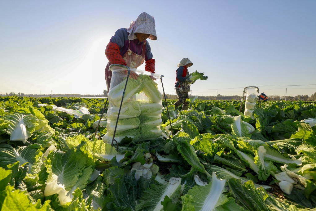 Farmers harvest cabbages in Tangshan, north China’s Hebei Province, November 6, 2024. Photo: Xinhua