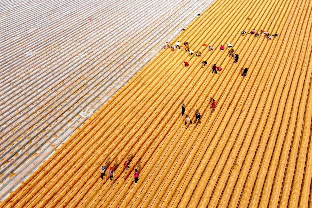 An aerial drone shot of farmers at a planting base in China’s Shandong province last month. Photo: Xinhua