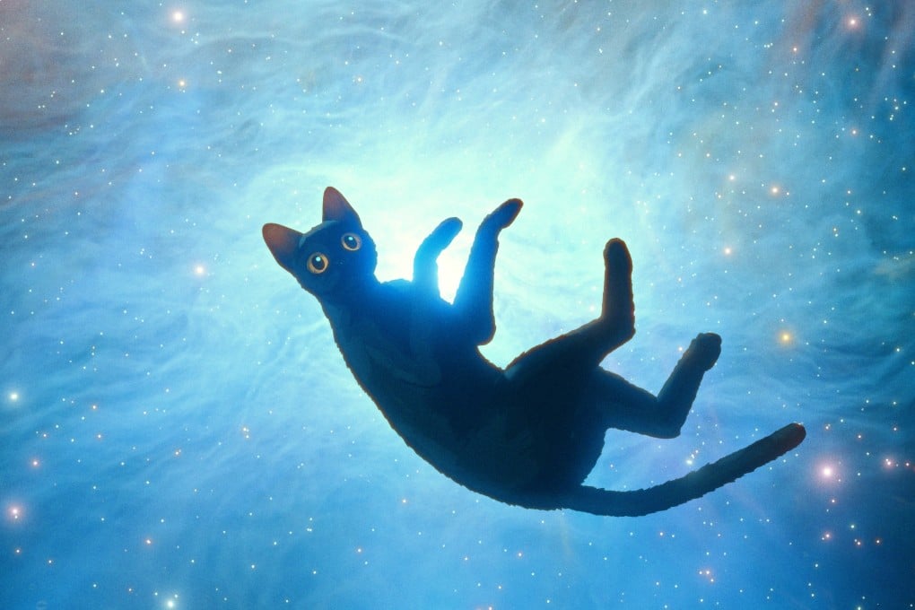 A screen grab from Flow, the Oscar-winning animated film from independent director Gints Zilbalodis. Films like his are challenging the lavishly funded animated productions of Hollywood studios.