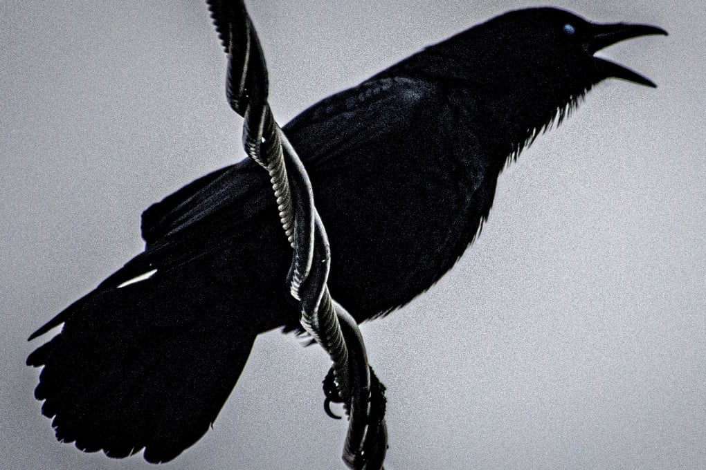 A crow caws from an overhead power line. Photo: dpa