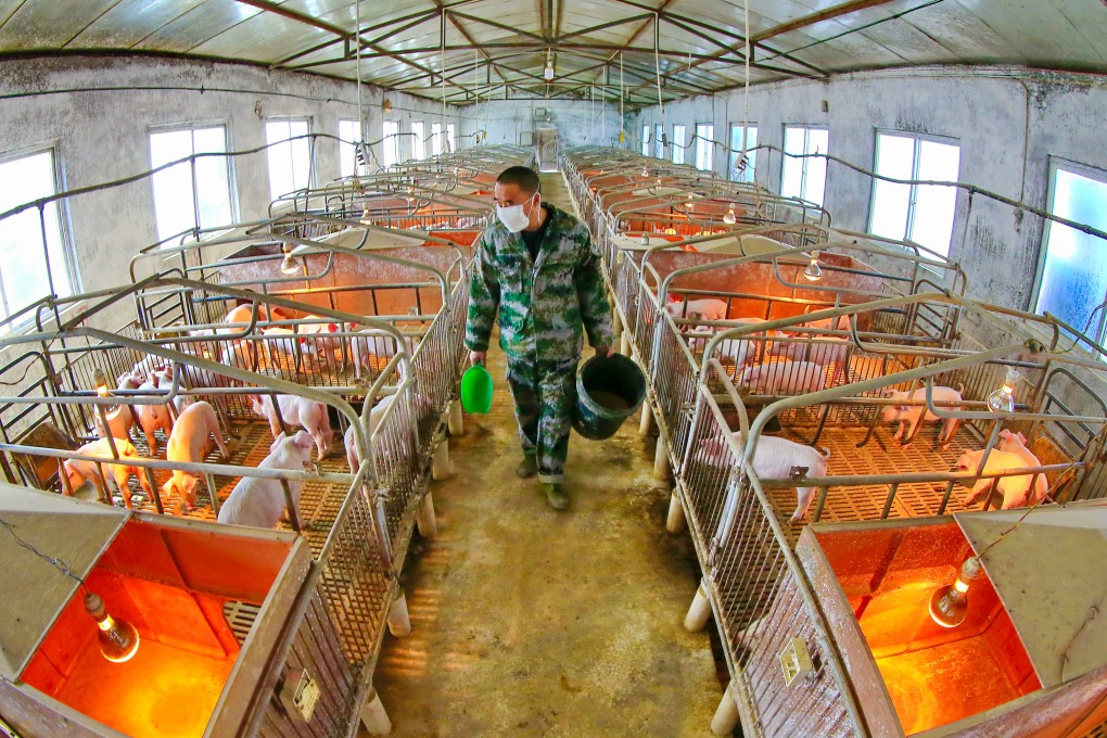 A worker feeds piglets in a hog pen in China’s Sichuan province. Photo: EPA-EFE