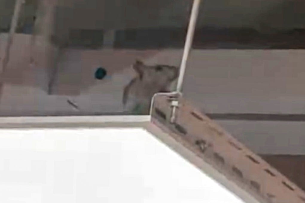 A rat was spotted on the ceiling of popular Japanese restaurant Sushiro in Lok Fu Place on Wednesday. Photo: Handout