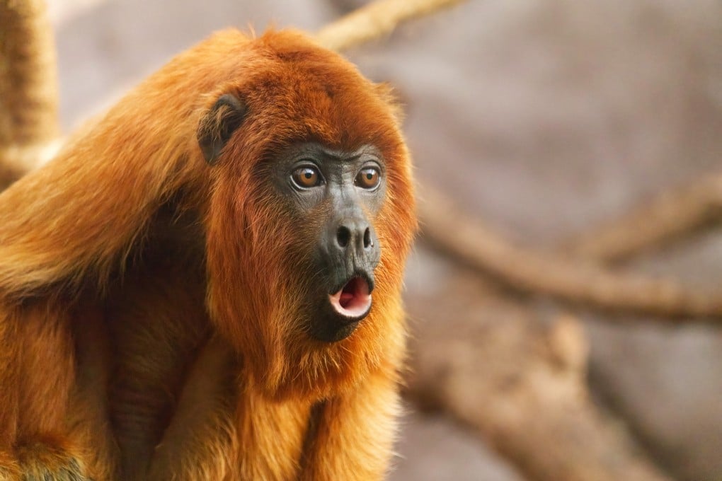 Monkeys are far better yodellers than humans, and it’s all down to extra membranes in their larynx, researchers say. Photo: Shutterstock