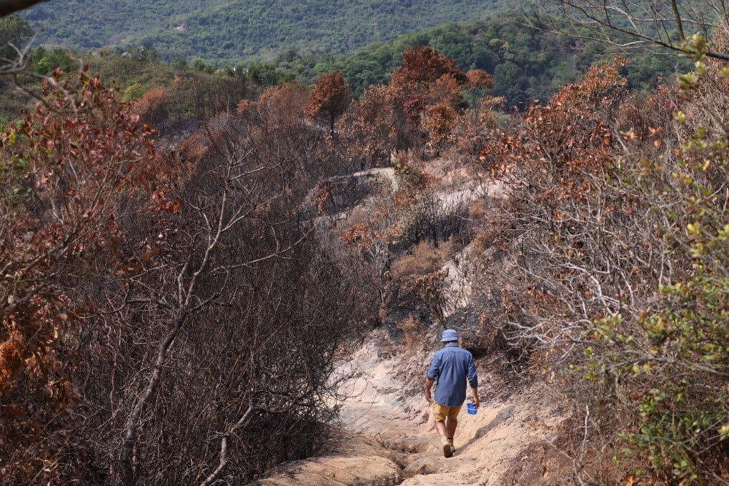 Paul Melsom has been planting trees on Lantau for more than 20 years. Photo: Nora Tam
