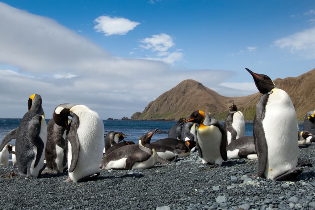 King Penguins on Macquarie Island, another sub-antarctic islands belonging to Australia. Photo: Shutterstock