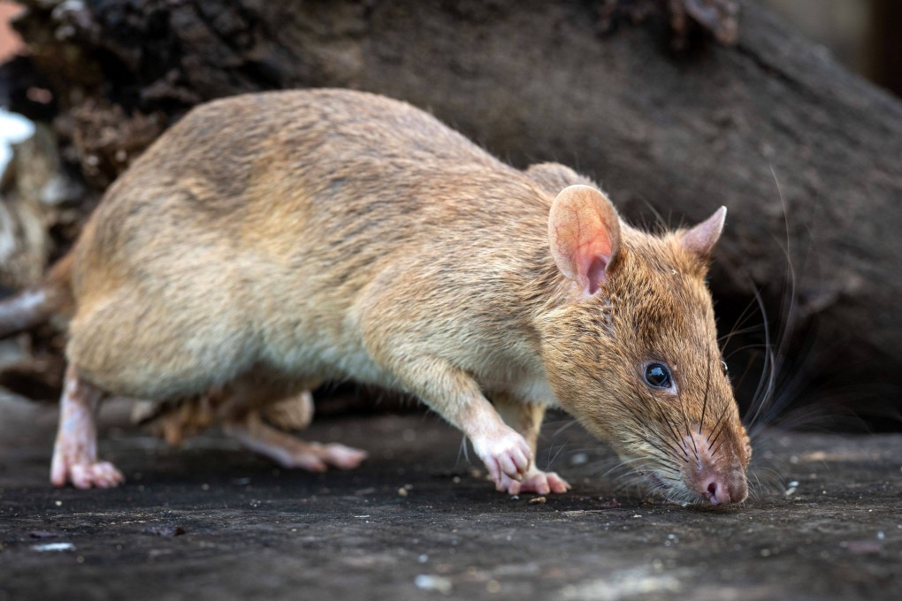 A landmine-hunting rat in Cambodia has set a new world record by sniffing out more than 100 mines and pieces of unexploded ordnance. Photo: AFP/Apopo