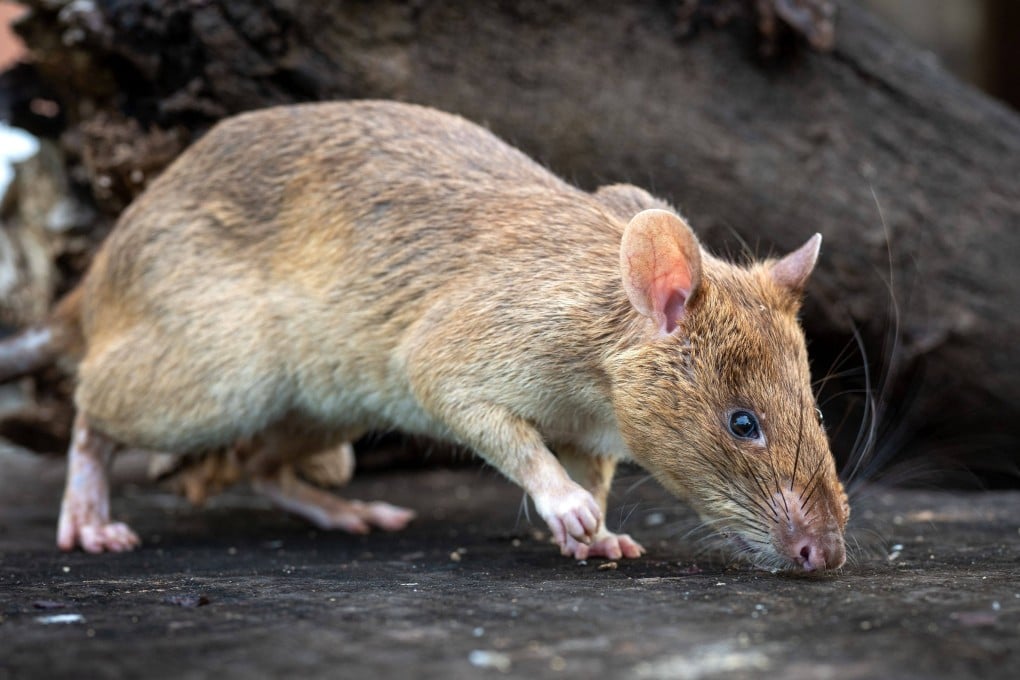 Ronin the rat breaks world record for sniffing out landmines in ...