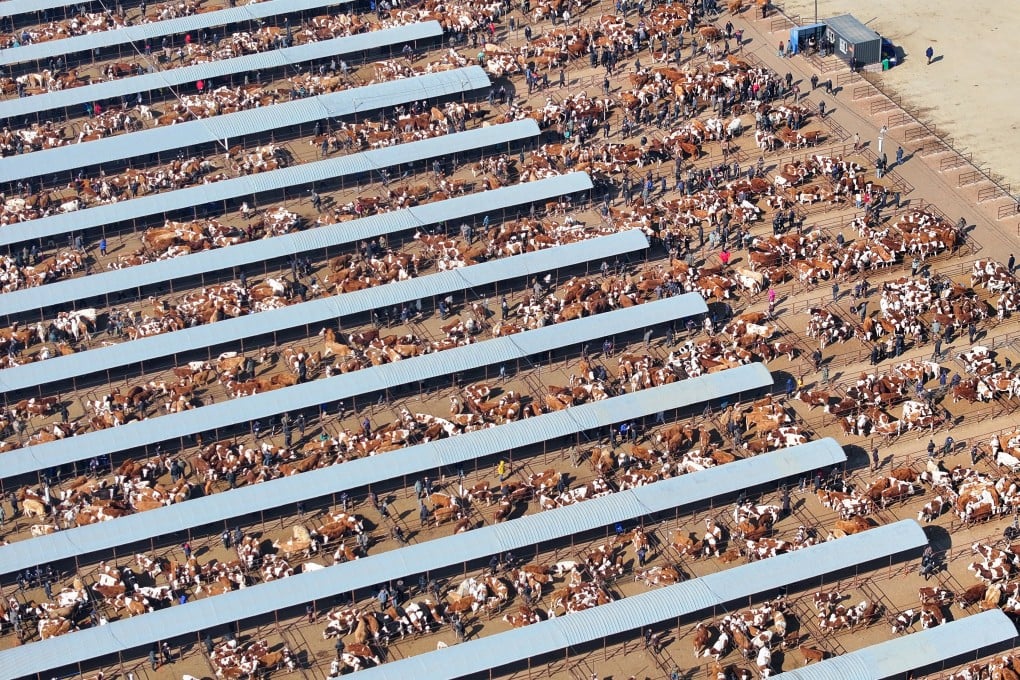 A view of a beef cattle market in Tongliao city in Inner Mongolia, China, on March 6. Although China is the world’s largest meat producer, it is also the biggest importer. Photo: Xinhua