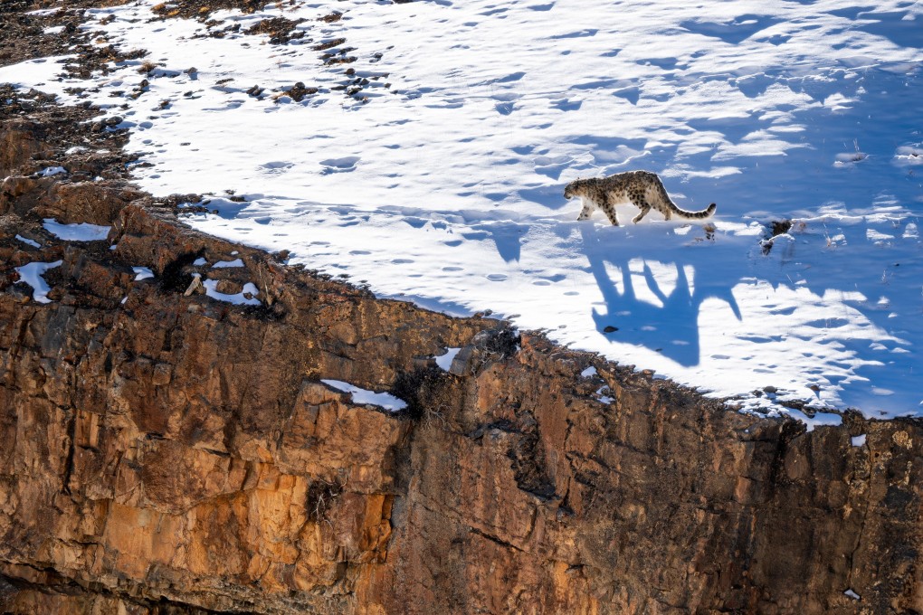 The are an estimated 5,000 snow leopards left in China. Photo: Shutterstock Images