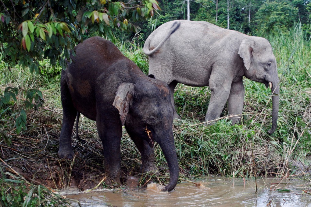 Borneo pygmy elephants drinking water from Kinabatangan river in Malaysia’s state of Sabah. Photo: Reuters