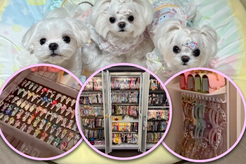 A woman in China has spent US$280,000 on outfits and accessories for her pet dogs, and has also built a walk-in wardrobe to meet their “needs”. Photo: SCMP composite/Weibo/RedNote