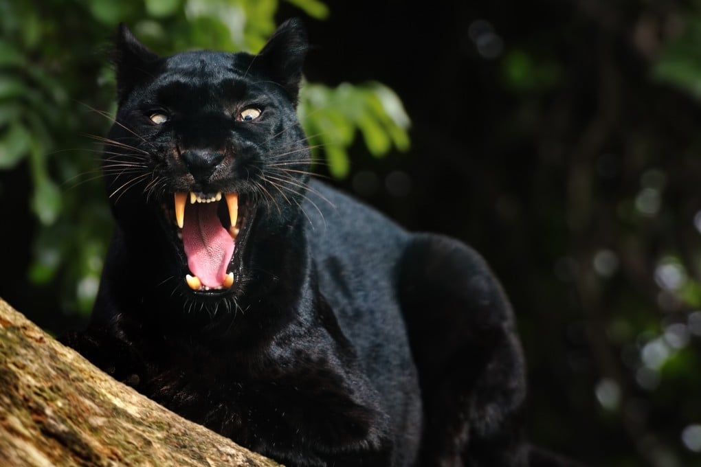 Wildlife officials estimated that the big cat that attacked Suresh weighed 80kg to 90kg. Photo: Getty Images