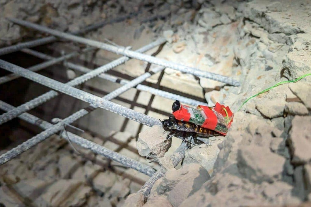 Singapore deployed cyborg cockroaches to help look for victims of the Myanmar earthquake. Photo: HTX