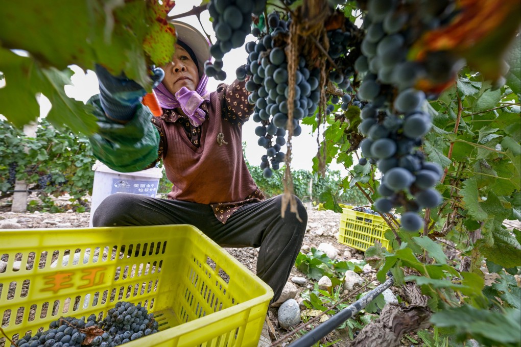A farmer harvests grapes at a vineyard in the Ningxia autonomous region in northwestern China. Photo: Xinhua