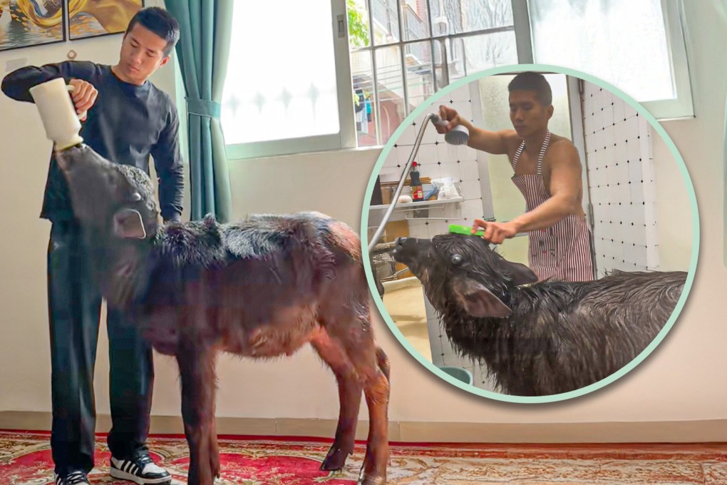 A former combat sports athlete in China who keeps a buffalo in his rented flat says it rarely bothers his neighbours. Photo: SCMP composite/Douyin