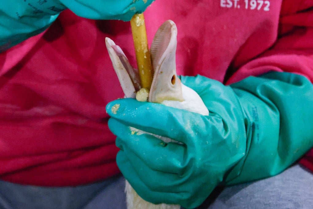 An employee force-feeds a duck at a farm in New York state in the US. A German-Danish research team has presented a method to produce a foie-gras-like pâté without the painful force-feeding but which tastes the same as if the ducks and geese had been force-fed, they say. Photo: AFP