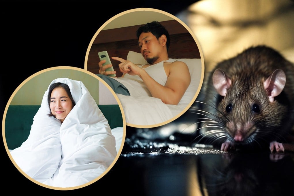 A new slang term, “rat people”, is being embraced by millions of young people in China who shun success and lead a sluggish lifestyle. Photo: SCMP composite/Shutterstock