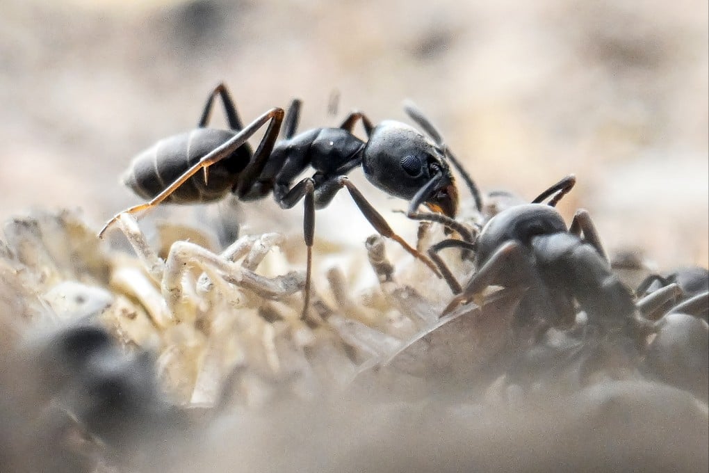 Ants crawl along the kerb of a street. An aggressive ant species is spreading ever further north in Germany and threatening to take down power and internet connections. Photo: dpa