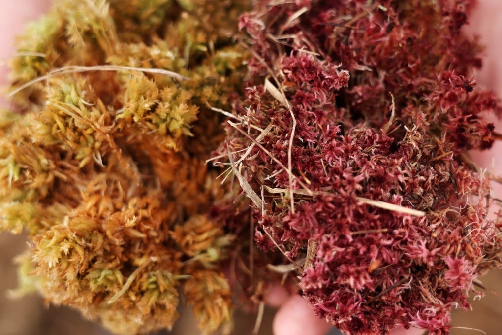 Chinese scientists have found a way to turn sphagnum moss into an absorbent material that can help to clean up toxic oil spills. Photo: EPA-EFE