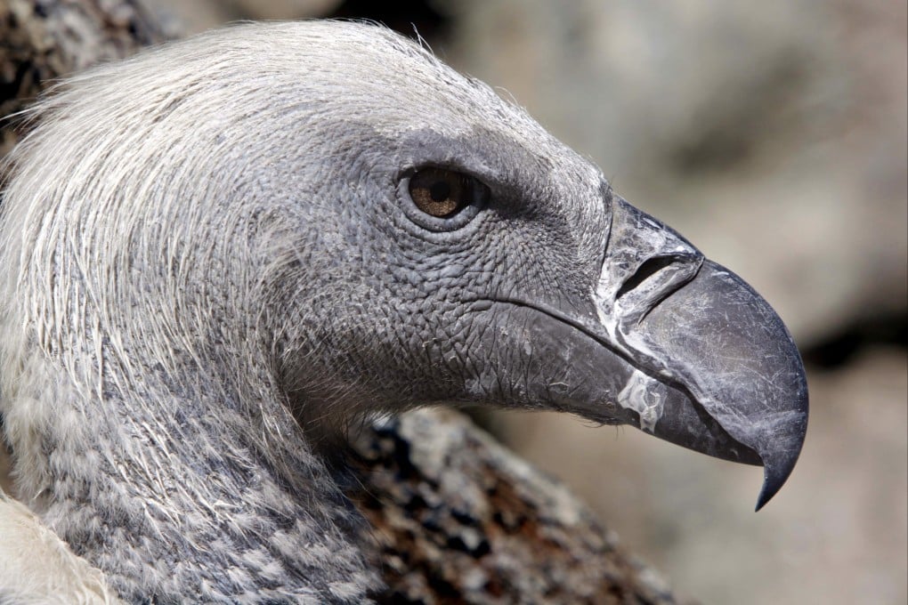 A Cape vulture is seen in its enclosure at the Vulture Programme at Boekenhoutkloof near Hartbeespoort Dam, South Africa. Photo: AP