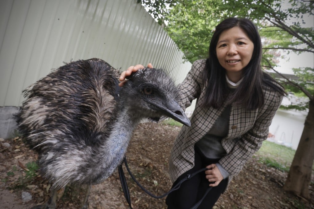 Charity director Ivy Tse with new resident Miu Miu the emu at the House of Joy and Mercy animal shelter. Photo: Jonathan Wong