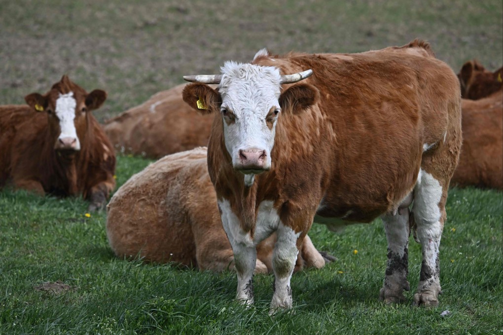 Free-range cows at a farm near Pecsely village, Hungary, about 100 kilometres from the Austrian and Slovak borders, on Thursday. Photo: AFP