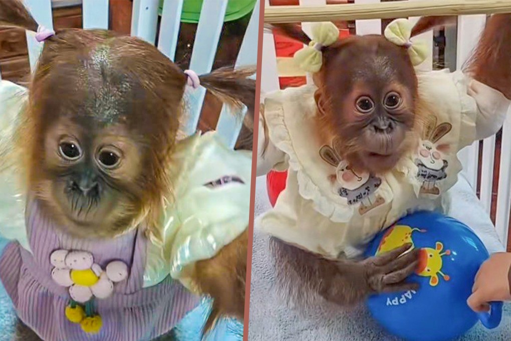 A zoo in China has been criticised for dressing a baby chimp up like a little girl and braiding the animal’s hair. Photo: SCMP composite/Douyin