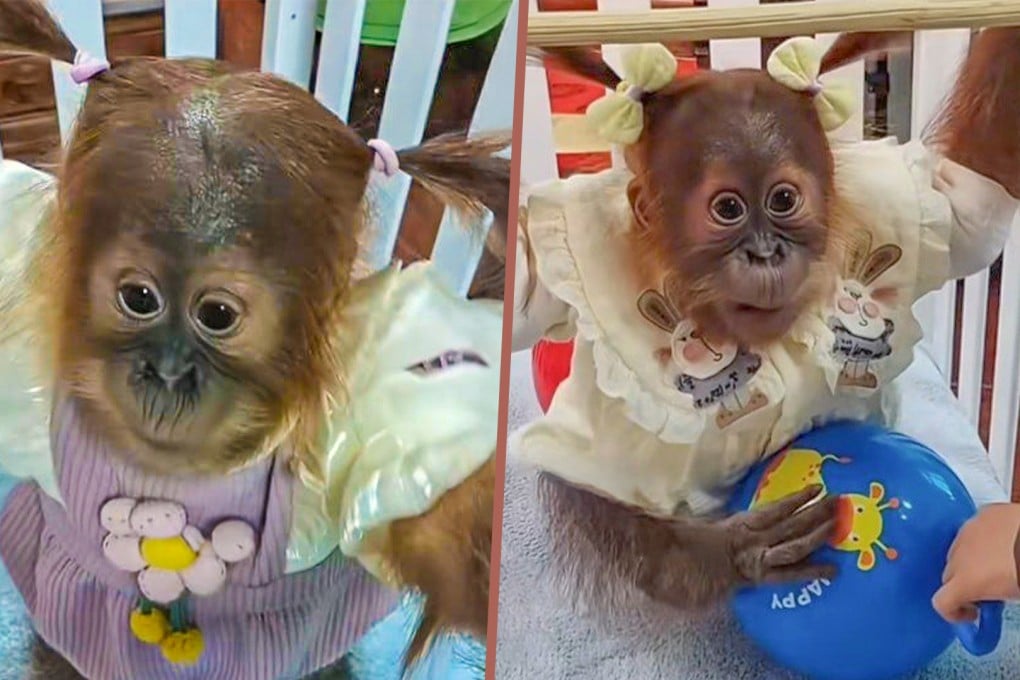 A zoo in China has been criticised for dressing a baby chimp up like a little girl and braiding the animal’s hair. Photo: SCMP composite/Douyin