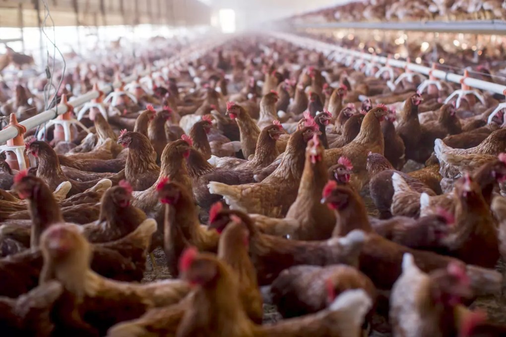 Chickens at a poultry facility in California. Photo: TNS