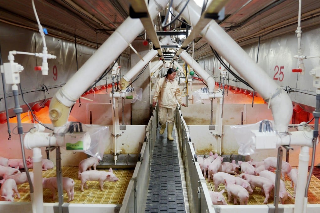 A staff member checks on piglets at a Muyuan Group facility in Nanyang City, in central China’s Henan Province, on March 21, 2024. Photo: Xinhua