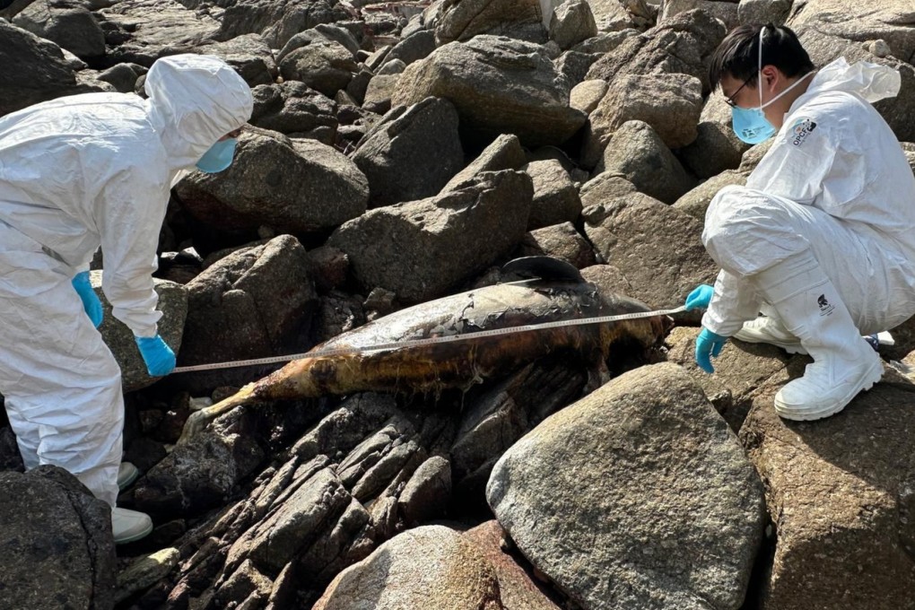 A dead porpoise has been found on Hong Kong’s Cheung Chau island. Photo: Ocean Park Conservation Foundation