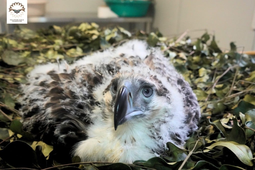 Riley the Philippine eagle chick. Photo: Philippine Eagle Foundation