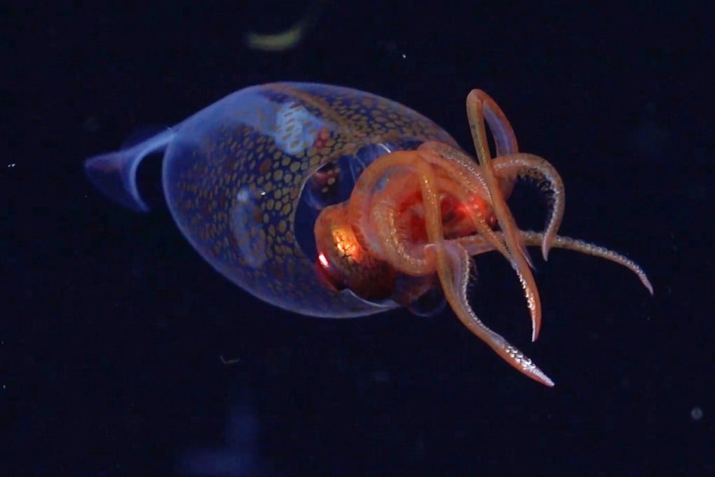 A colossal squid, or Mesonychoteuthis hamiltoni, is seen in its natural habitat during an Ocean Census flagship expedition in the South Sandwich Islands in the South Atlantic Ocean in March. Photo: Schmidt Ocean Institute via AP